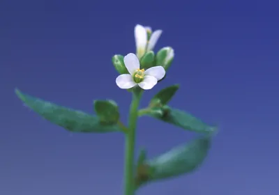 Arabidopsis thaliana flowers